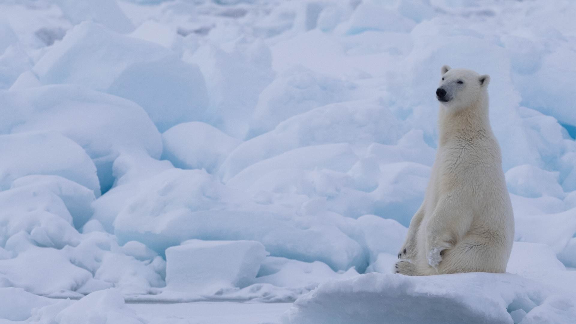 An image of a polar bear taken in svalbard on a Wild Eye Photo expedition