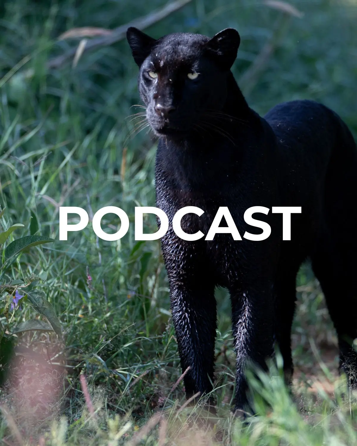 Feature image for a podcast blog on a black leopard wild eye safari