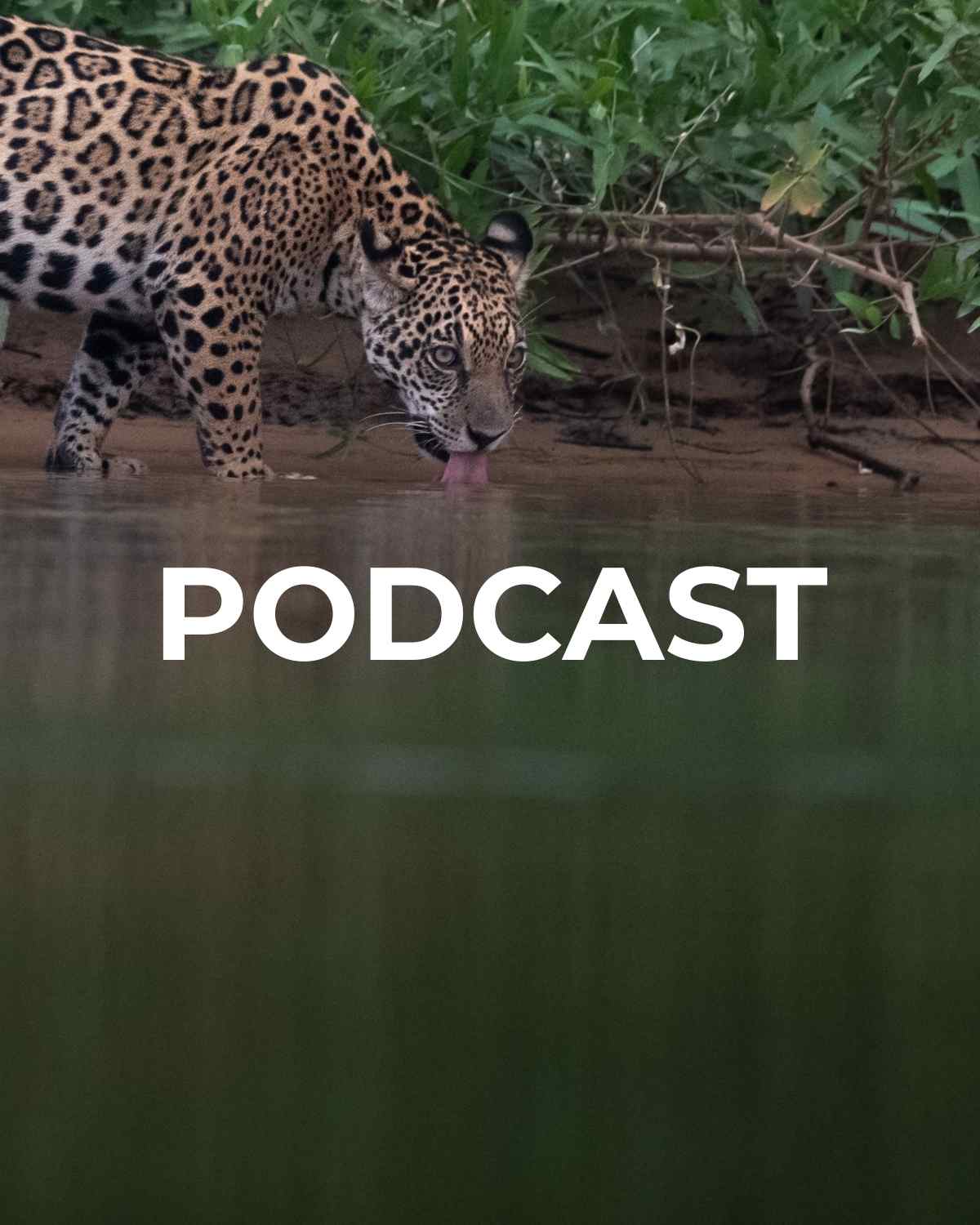 Feature image for a podcast blog on the jaguars of Pantanal photo safari
