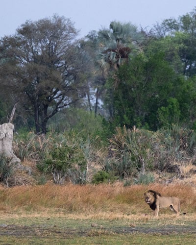 Lion in the okavango on a wild eye safari