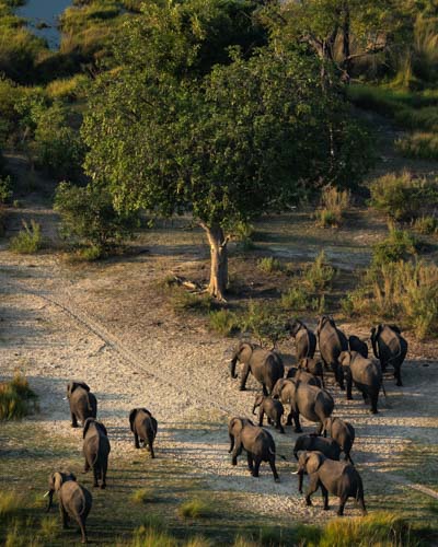 Elephants in the okavango delta