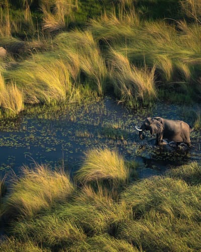 Elephants crossing a river in the okavango delta