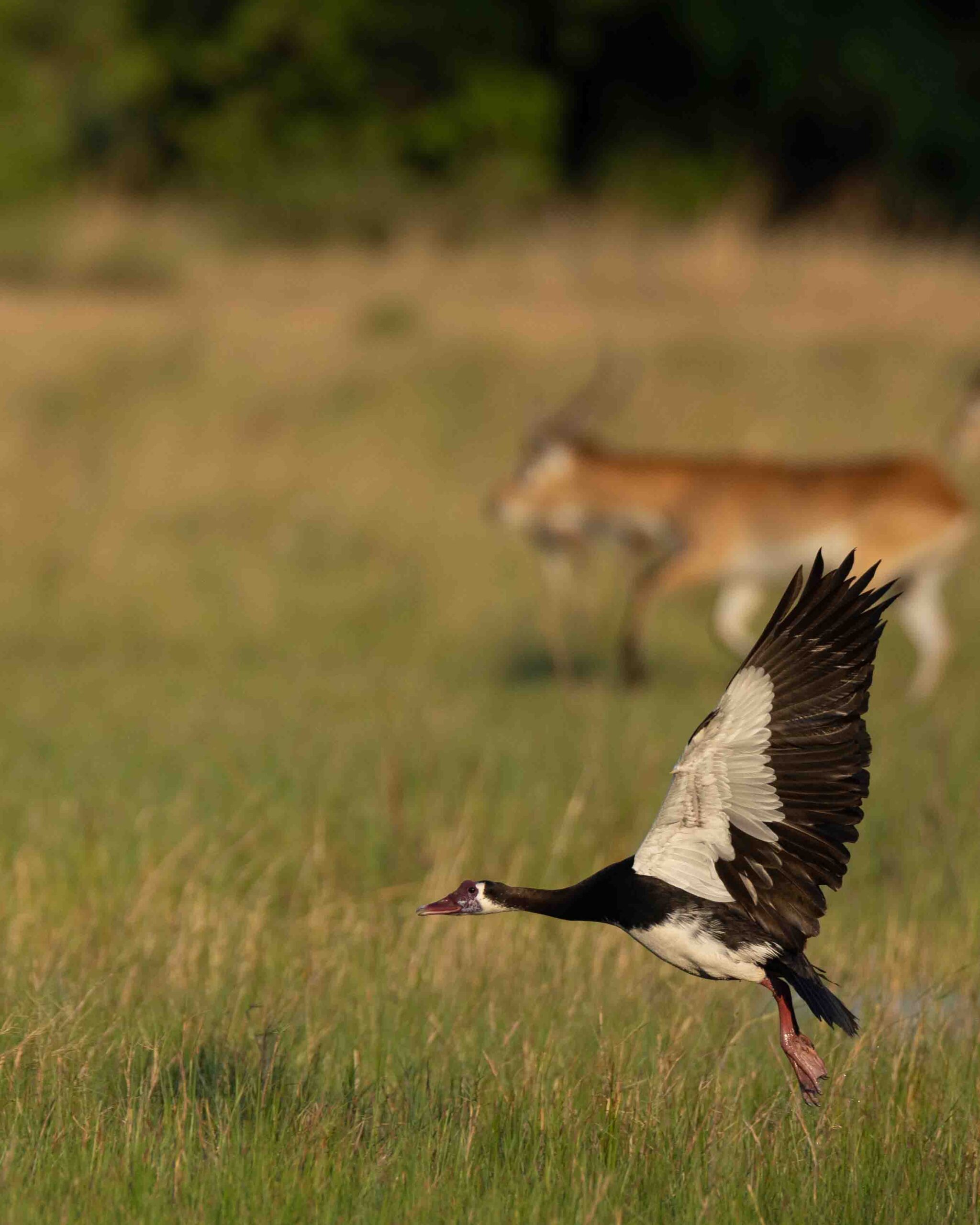 Spurwing goose photographed on a wild eye safari