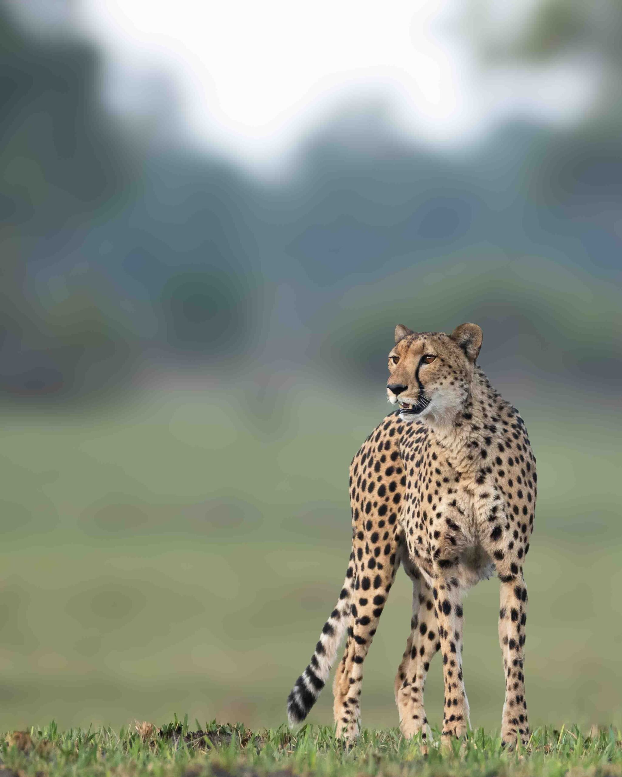 Cheetah in the Okavango Delta hosted by Wild Eye