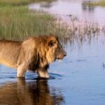 Safari in the Okavango Delta hosted by Wild Eye