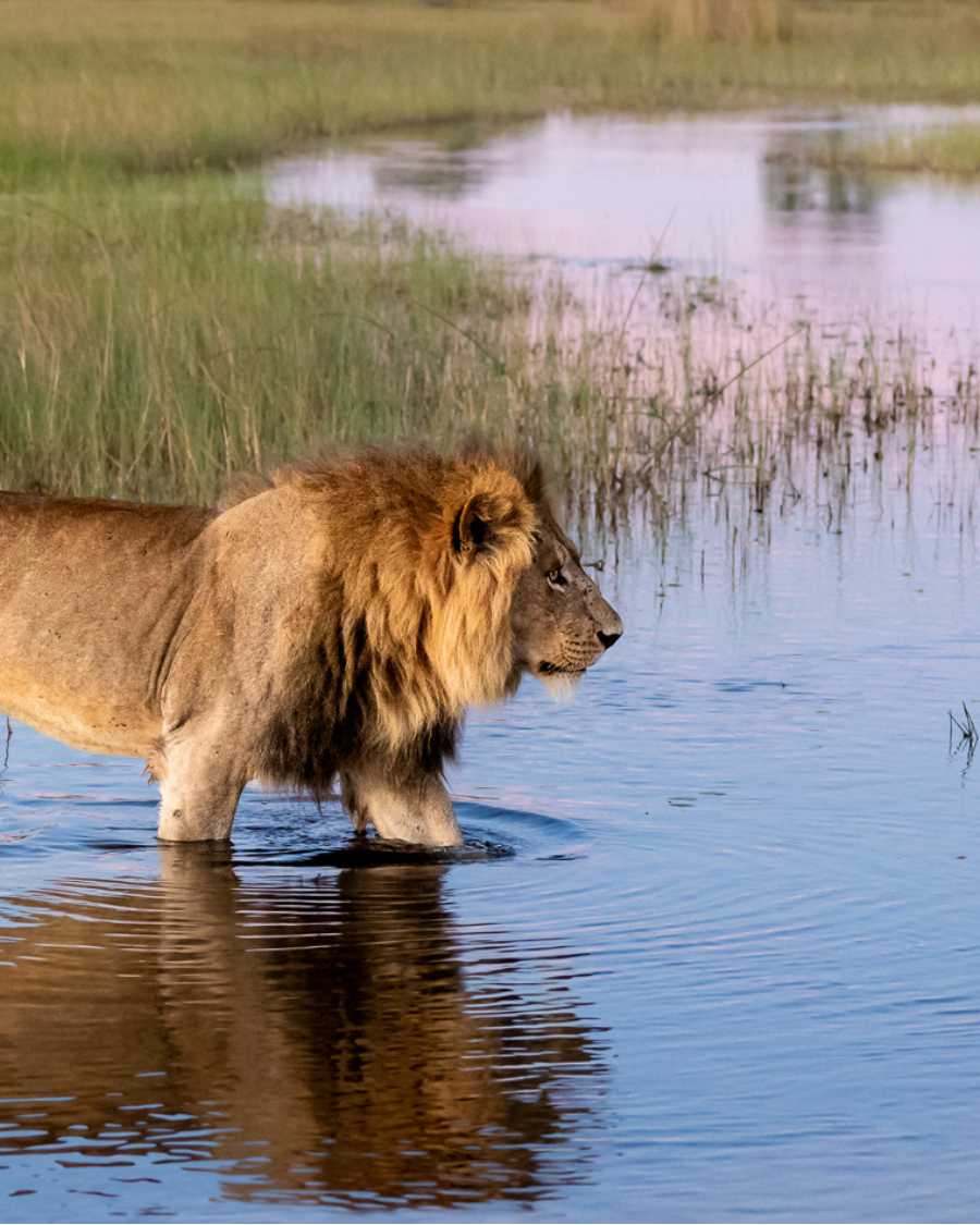 Safari in the Okavango Delta hosted by Wild Eye