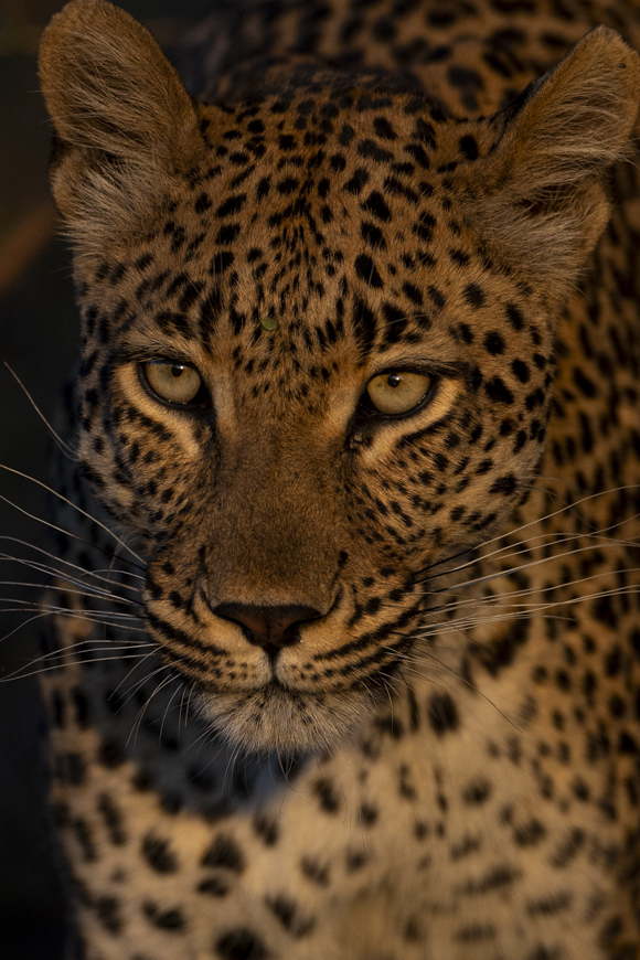 Portrait of a leopard in Naboisho conservancy