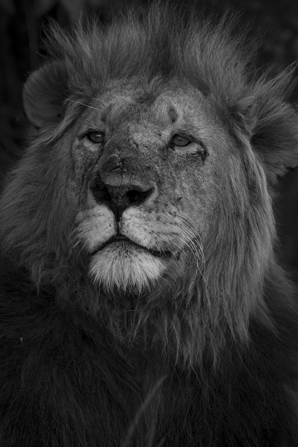 Portrait of a male lion in Naboisho conservancy
