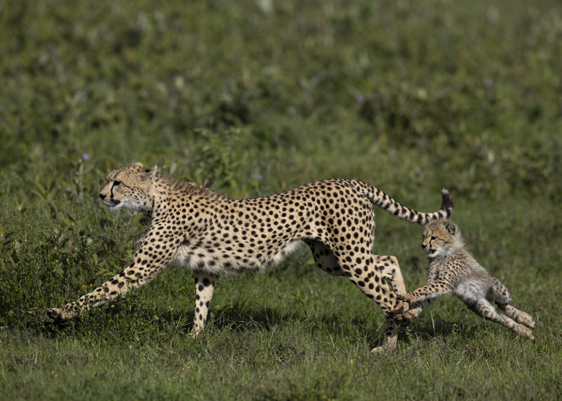 Cheetah mom and cub playing in the Serengeti photo taken on a Wild Eye Safari.