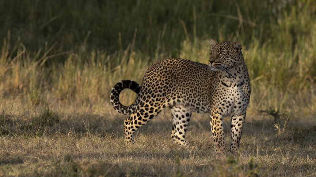 Female leopard in golden light in Naboisho
