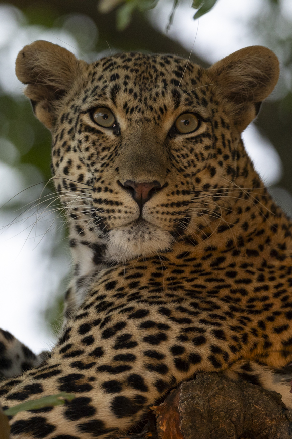 Female Leopard in golden light in Mala Mala
