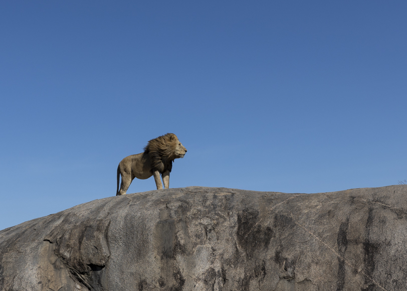 Big male lion on a rock in the eastern Serengeti