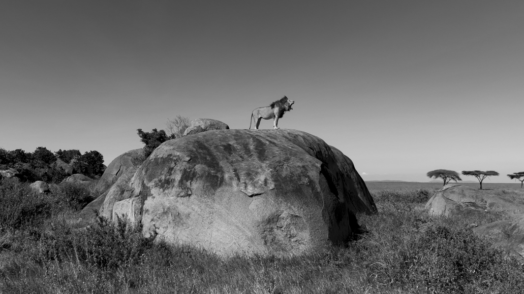 Male Lion on rock in Serengeti