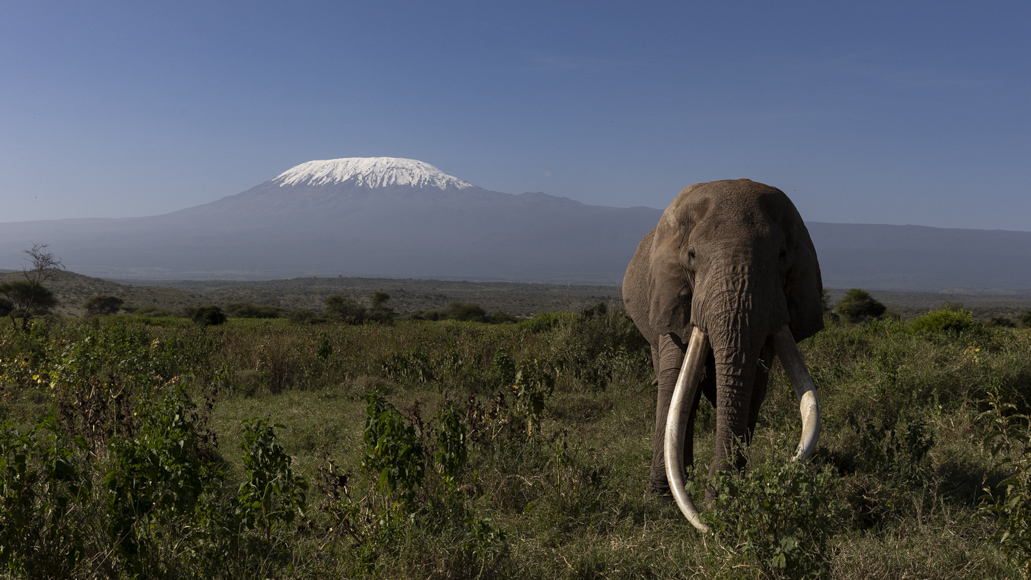 Craig in Amboseli with Kili backdrop