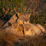 an image of a female lion and cubs taken by a private guide while hosting a photo safari in madikwe