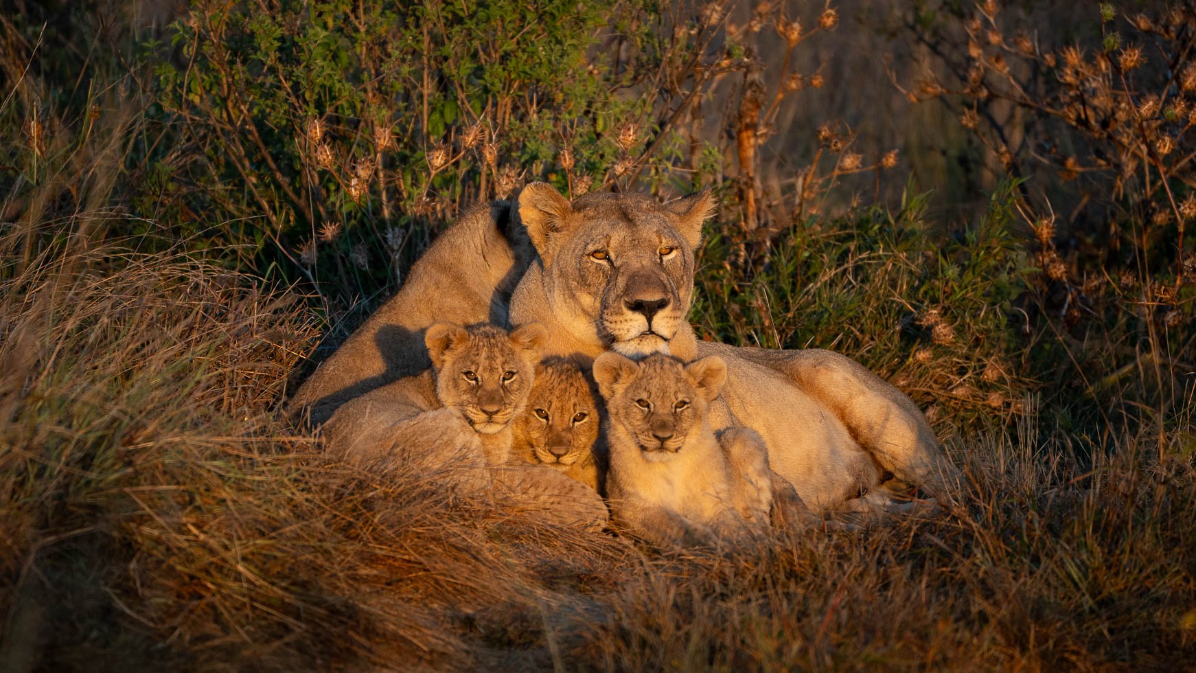 an image of a female lion and cubs taken by a private guide while hosting a photo safari in madikwe