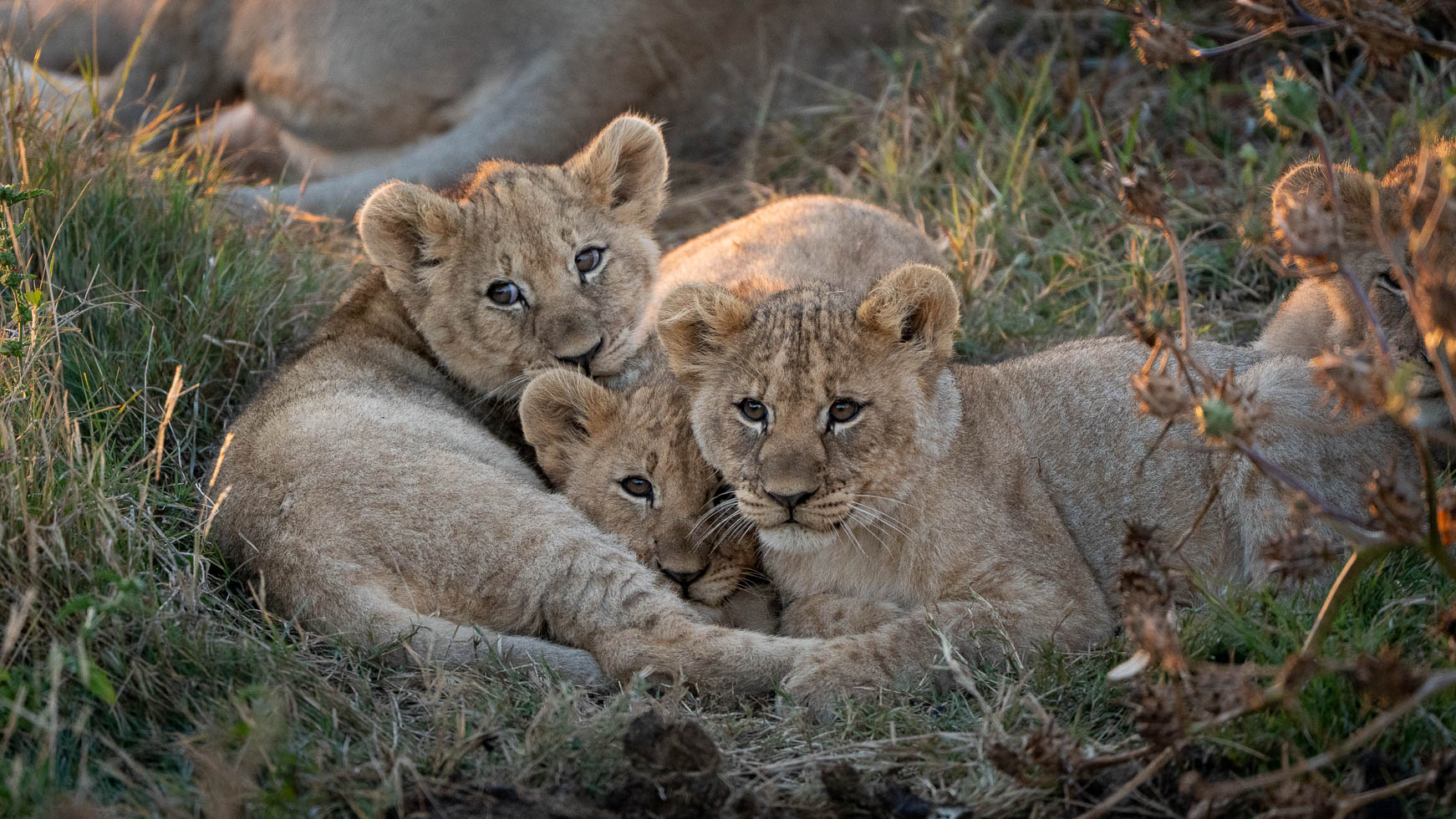 an image of a female lion and cubs taken by a private guide while hosting a photo safari in madikwe