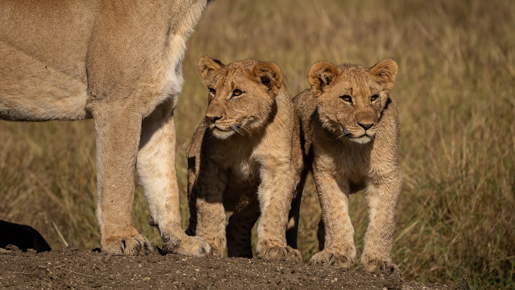 an image of a female lion and cubs taken by a private guide while hosting a photo safari in madikwe