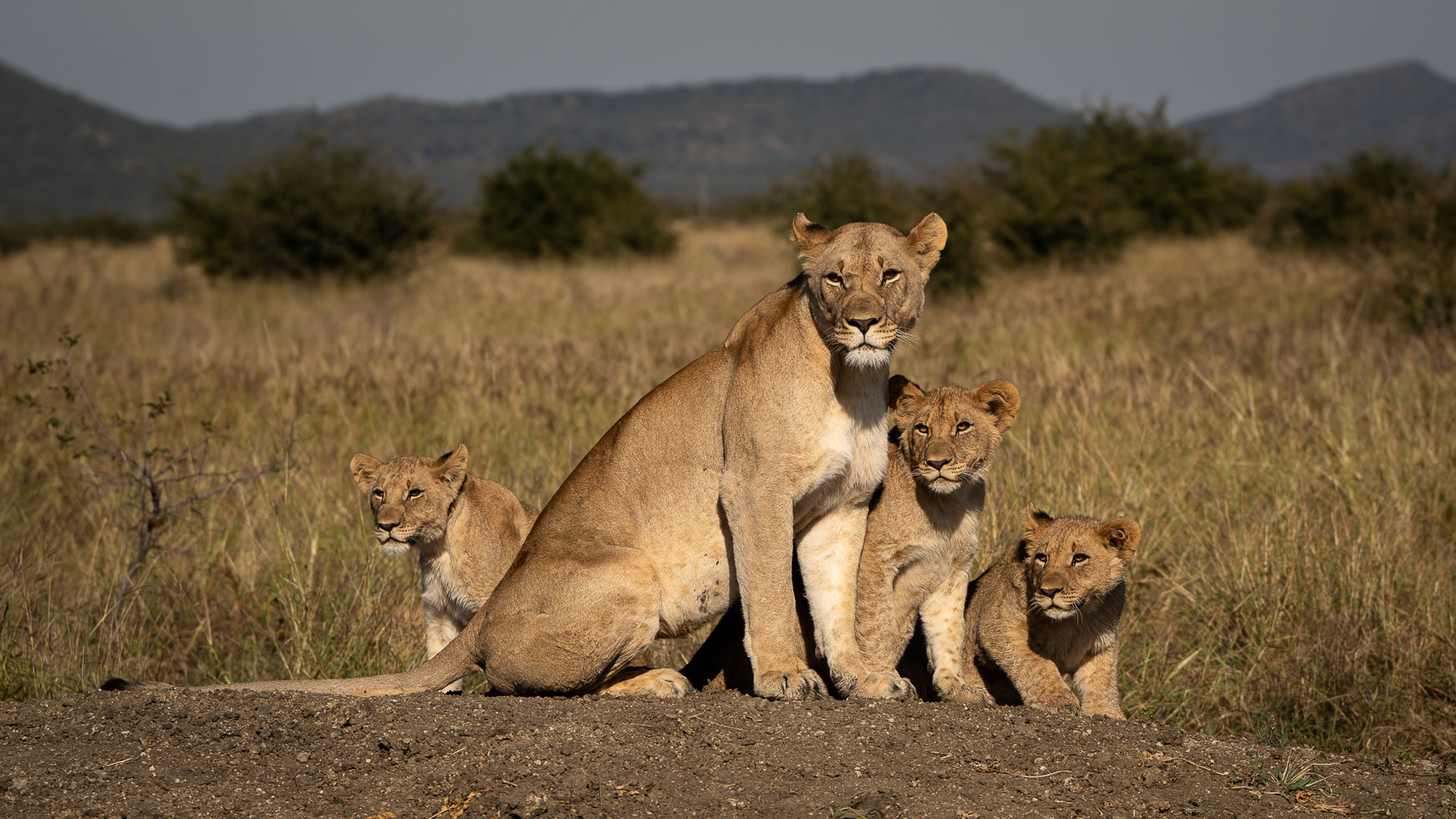 an image of a female lion and cubs taken by a private guide while hosting a photo safari in madikwe