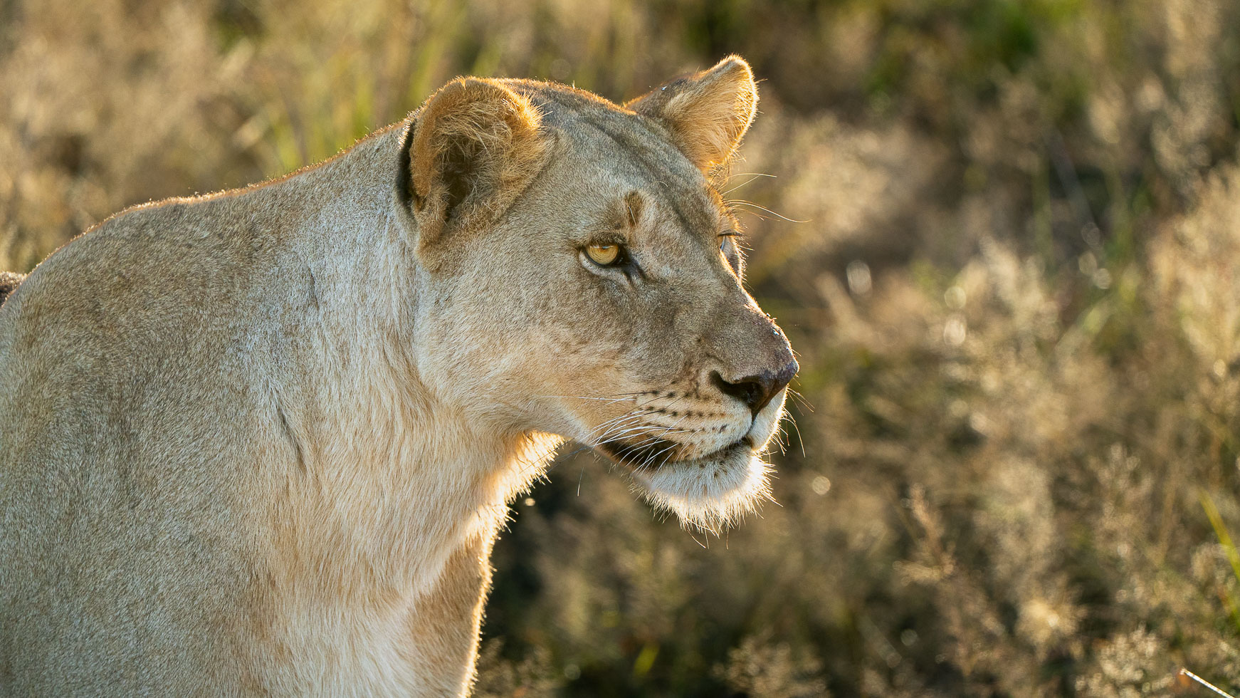 an image of a female lion taken by a private guide while hosting a photo safari in madikwe