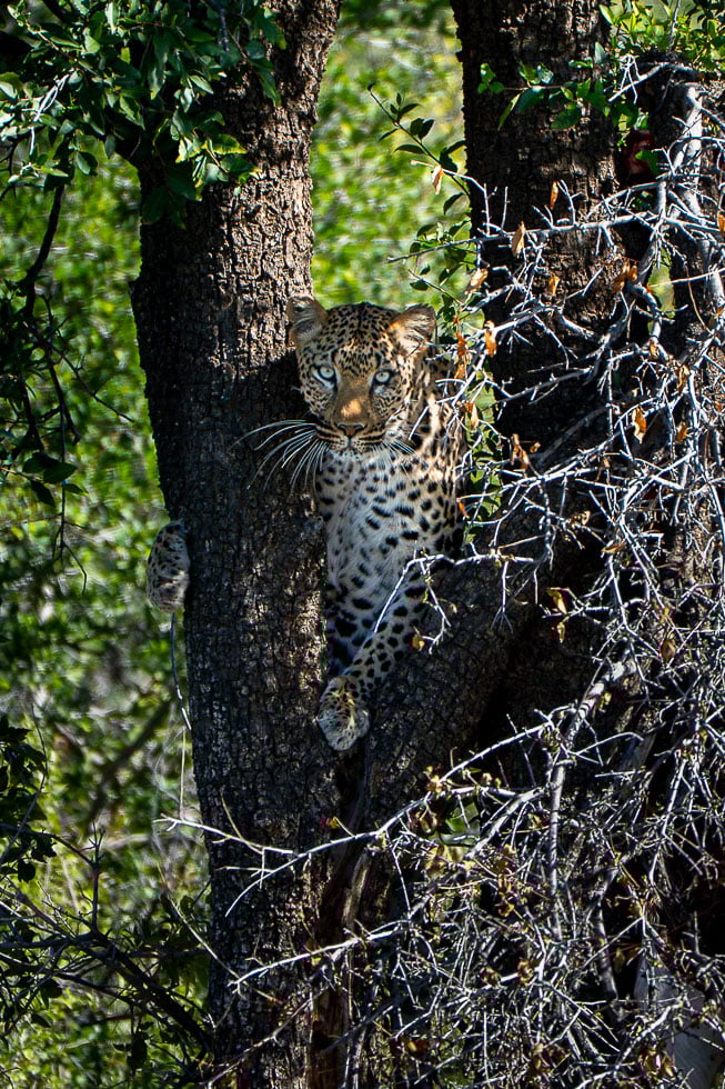 an image of a leopard in a tree in madikwe on a photo safari hosted by a privaet guide