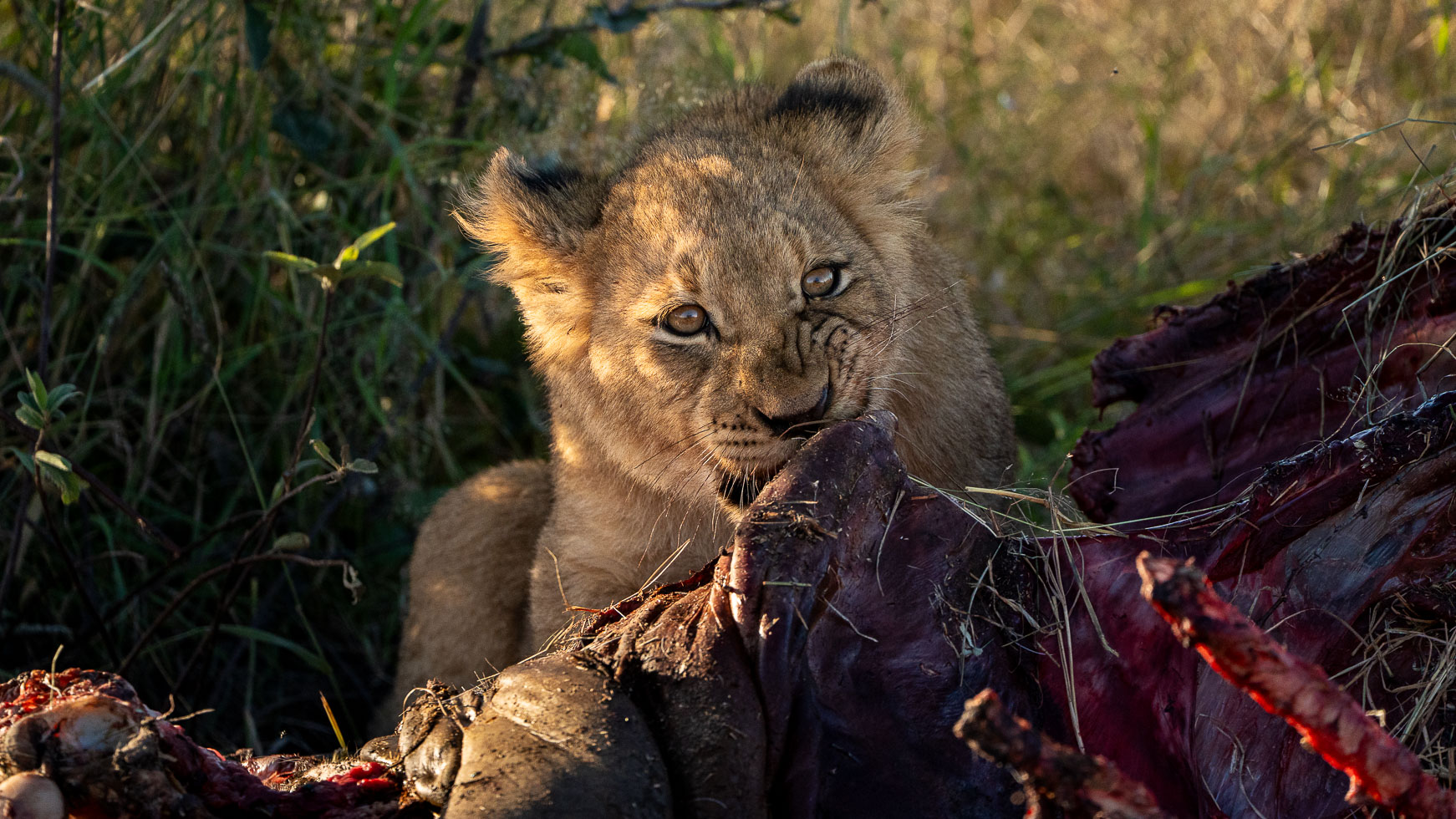 a photo of a lion cub taken in madikwe by a private guide while hosting a photo safari