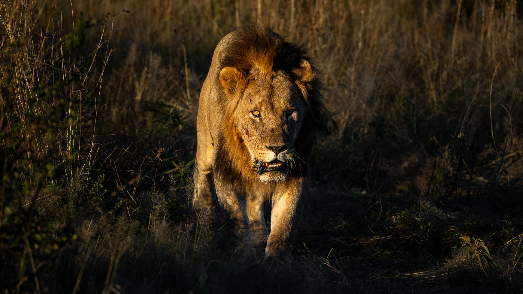 an image of a lion taken by a private guide while hosting a photo safari in madikwe