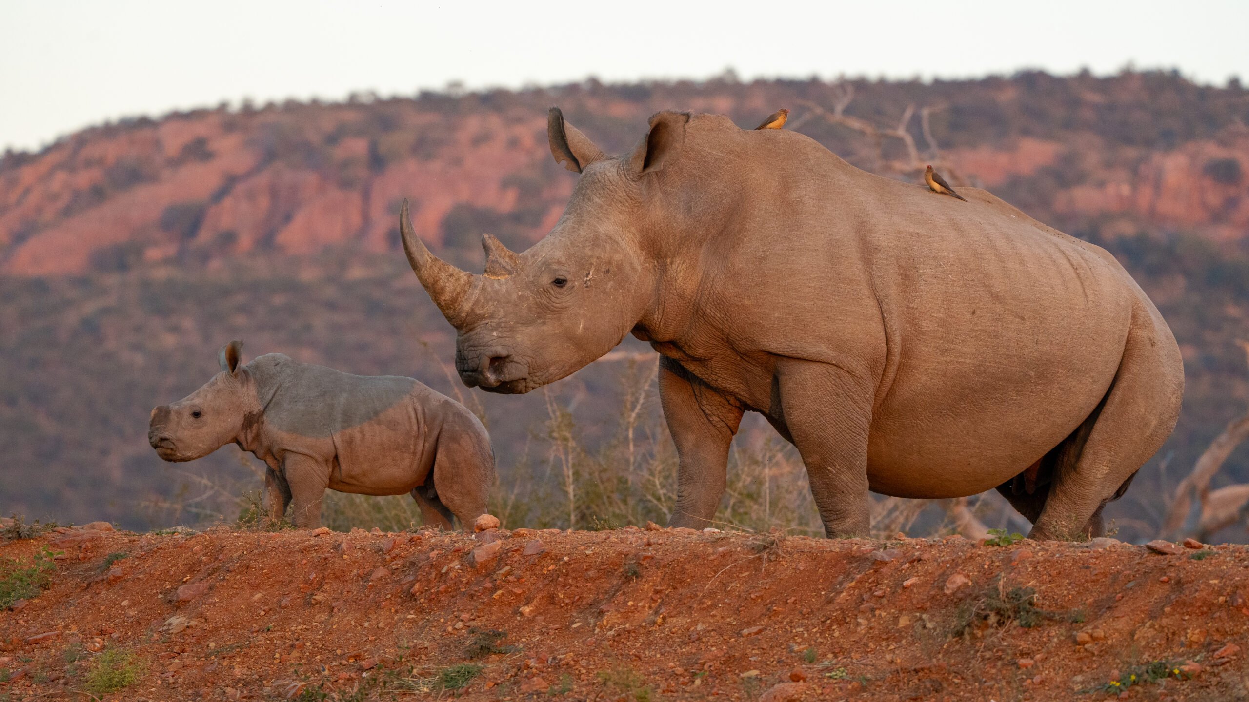 an image of a rhino and calf taken by a private guide while on a photo safari in madikwe