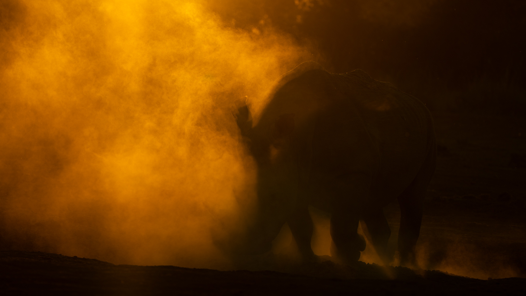 an image if a rhino in a dusty scene taken by a private guide while hosting a private safari in madikwe