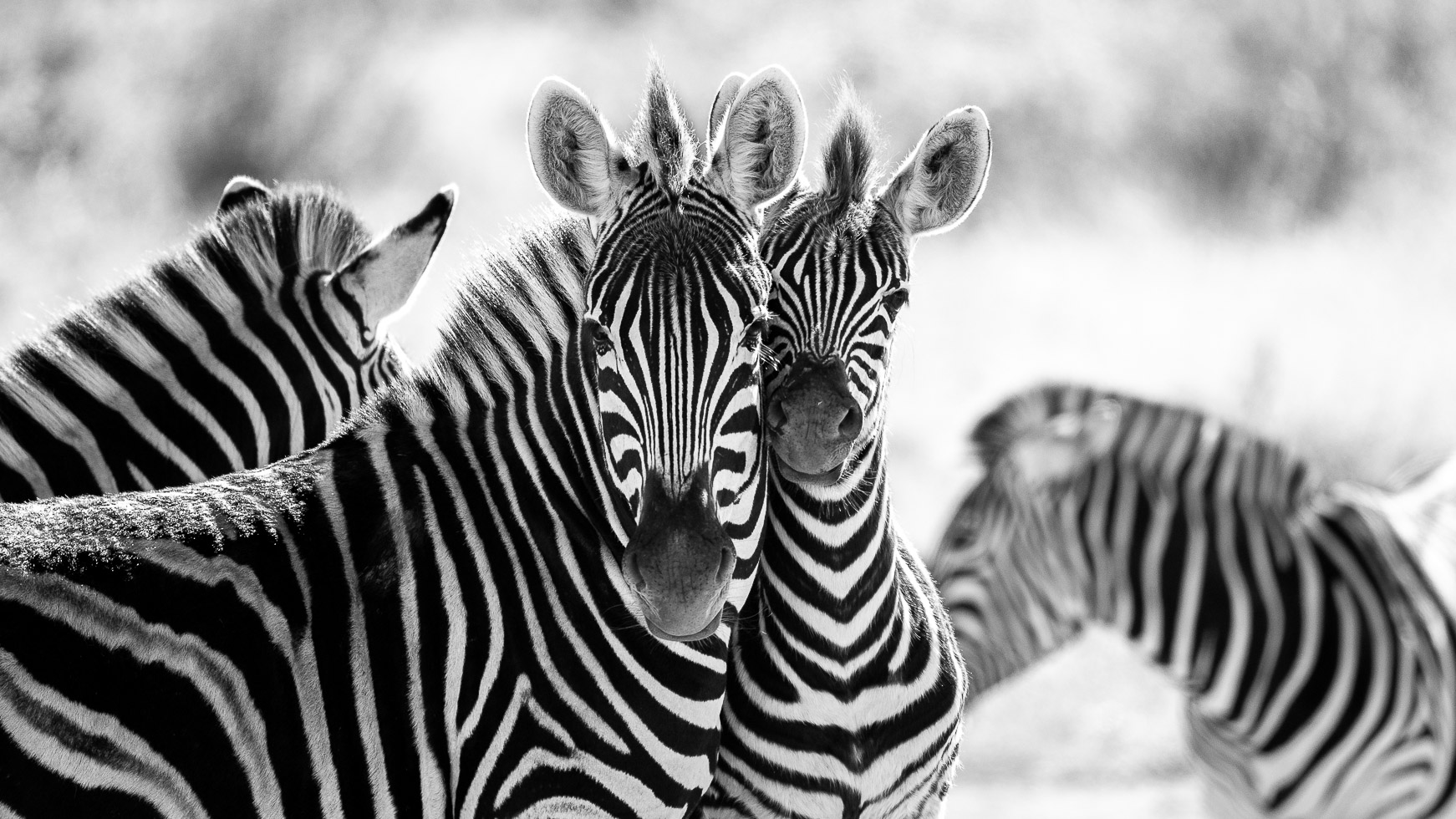 an image of zebra taken by a private guide while hosting a photo safari in madikwe