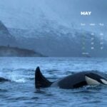 PREVIEW IMAGE MAY CALENDAR 2025