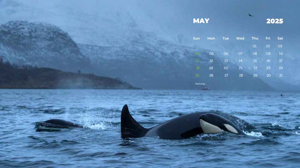 PREVIEW IMAGE MAY CALENDAR 2025
