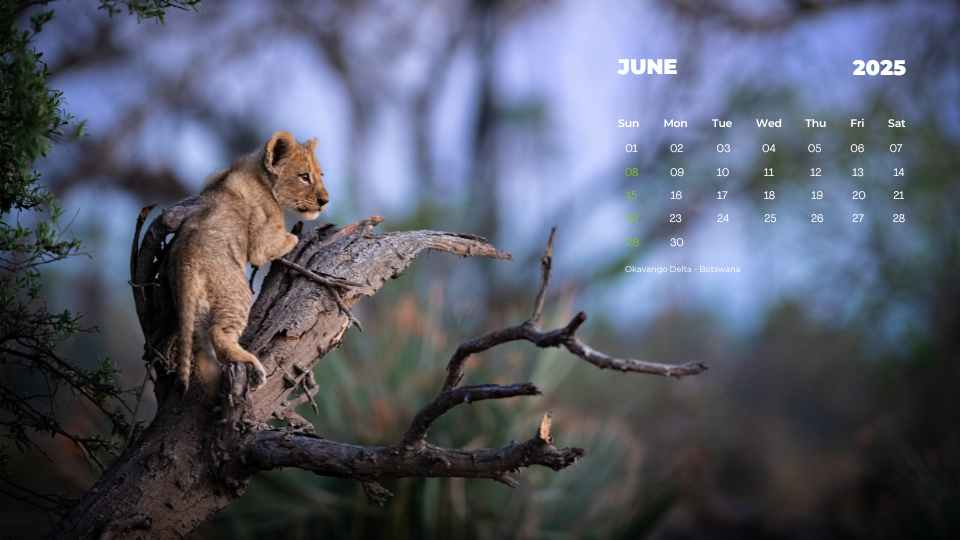 PREVIEW IMAGE JUNE CALENDAR 2025