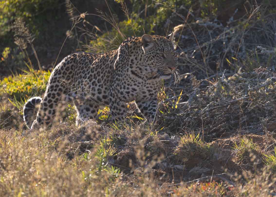 Leopard walking through grass in Kwandwe