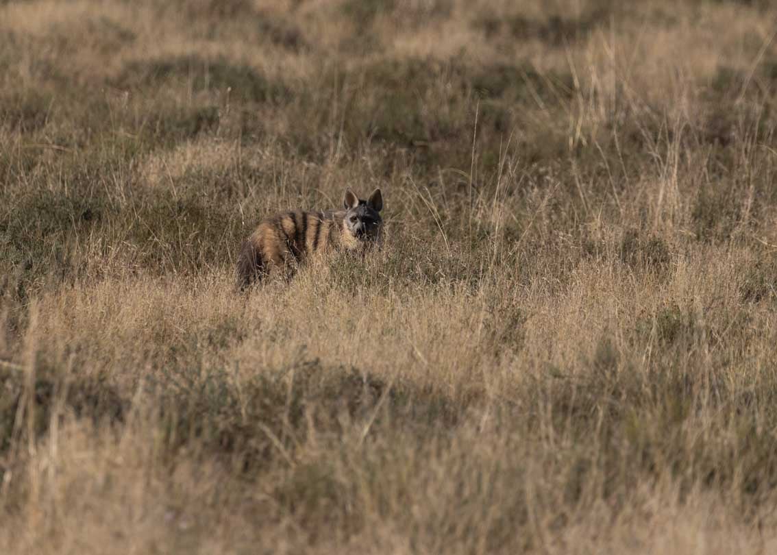 Aardwolf in grassland in Kwandwe