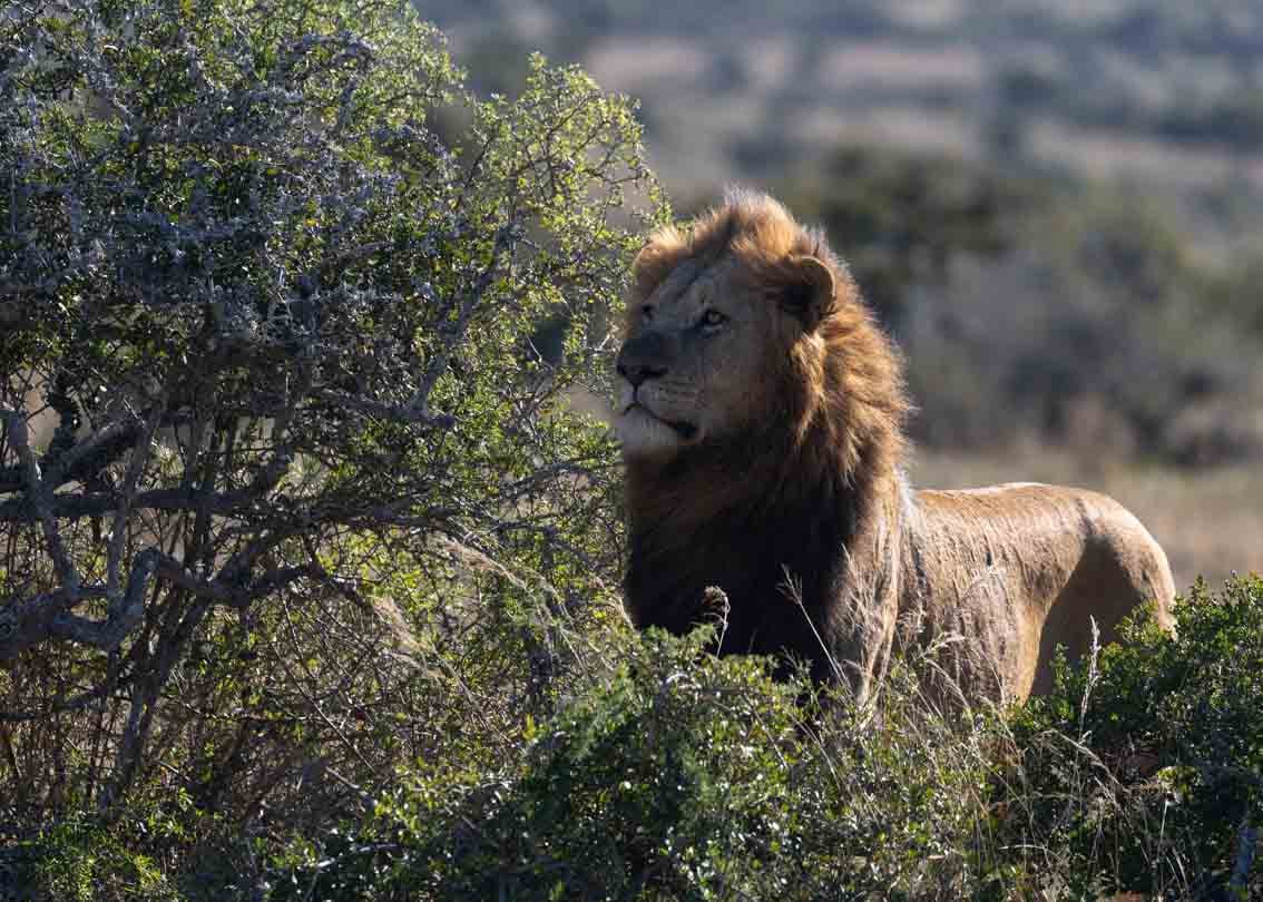 Male lion staring into the distance in Kwandwe