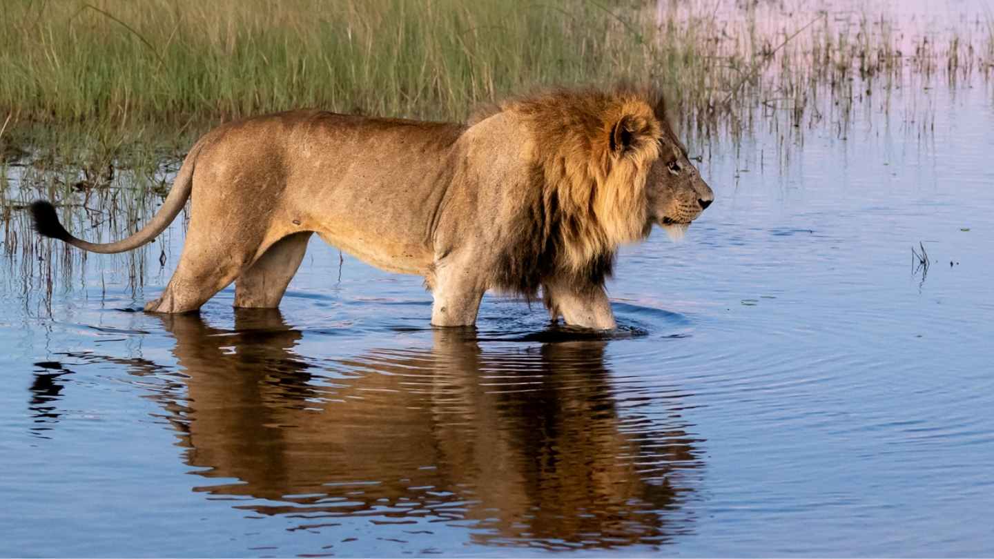 A lion crossing a channel of the Okavango Delta