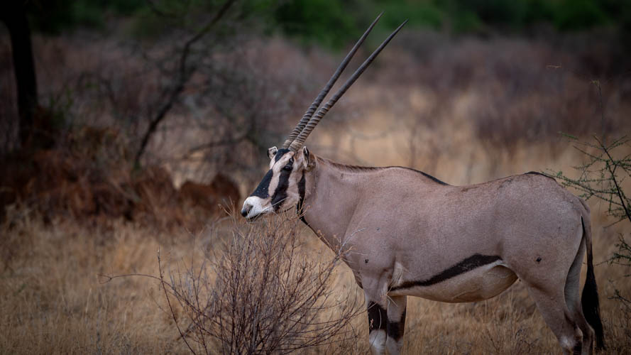 Beisa Oryx while on a Kenyan safari