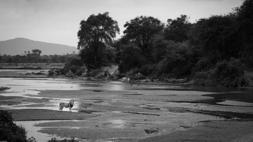 Male lion standing in the river while on a Wild Eye Safari