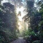 An image of the rainforest in the Damun Valley in Borneo