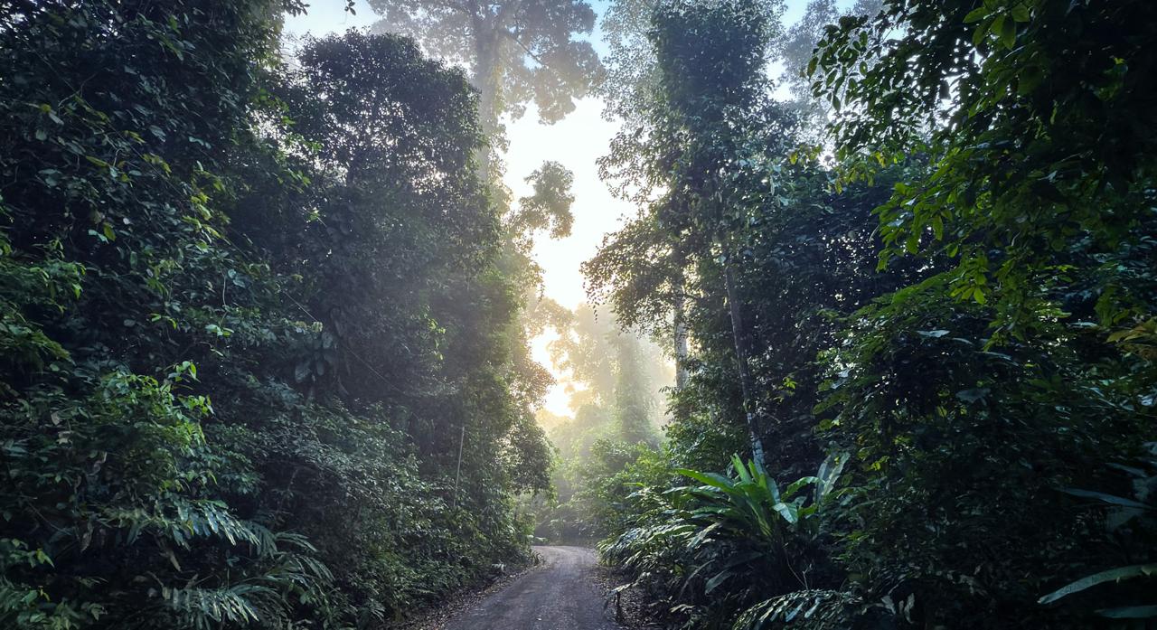 An image of the rainforest in the Damun Valley in Borneo
