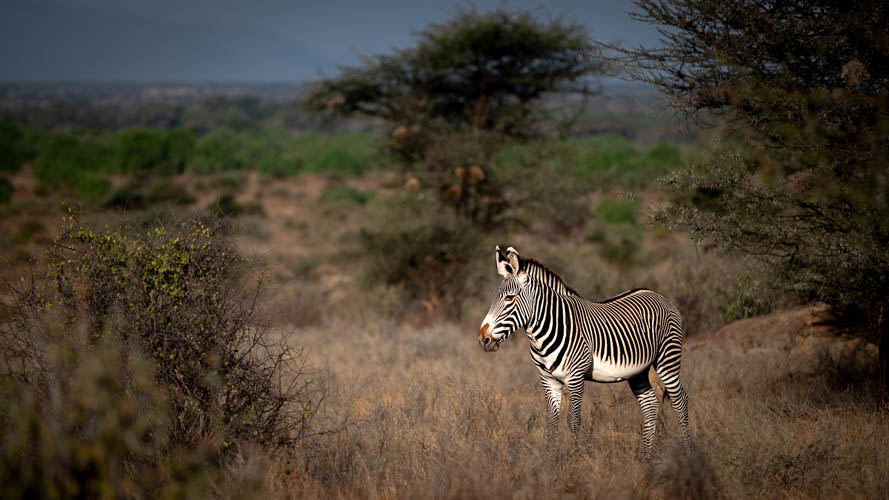 Grevy's Zebra seen on a safari hosted by a Wild Eye private guide