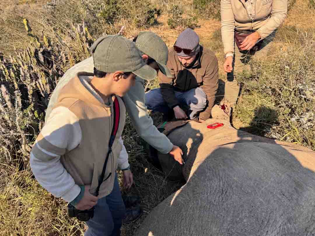 Kids monitoring the breathing of a black rhino in Kwandwe