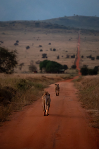 Lions walking in Tsavo while on a Wild Eye Safari