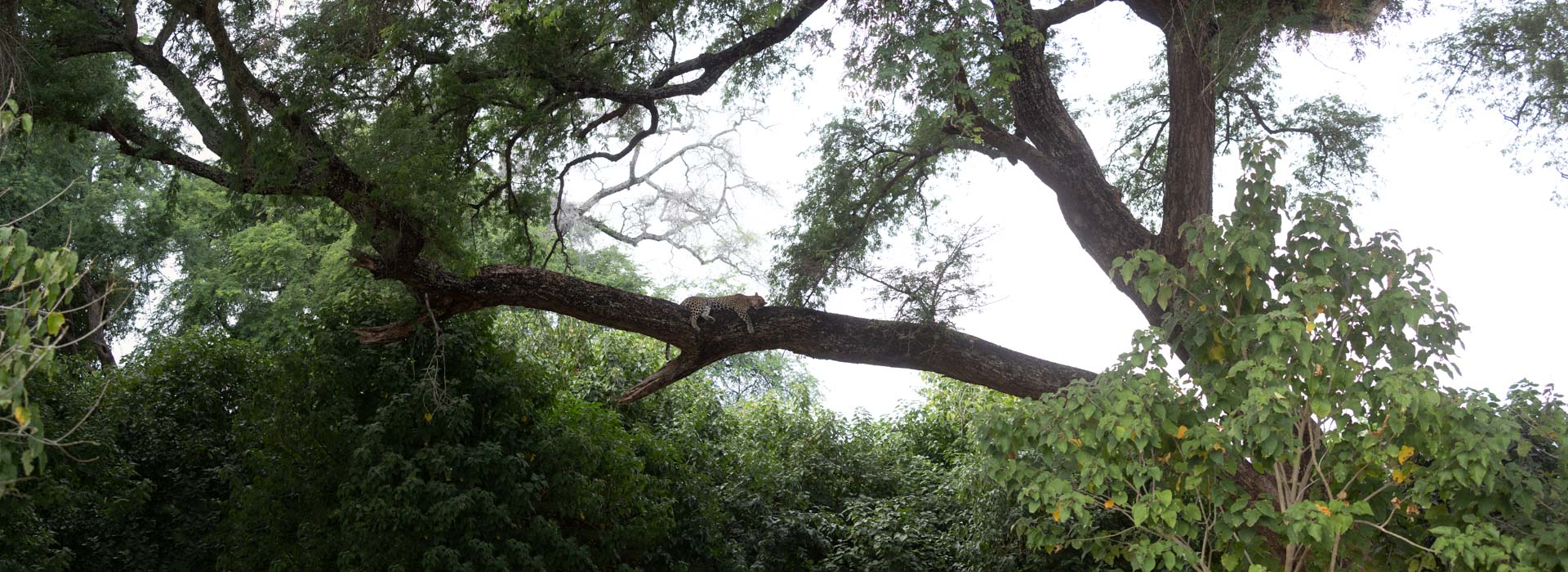 Lower Zambezi - Michael Laubscher - Wild Eye