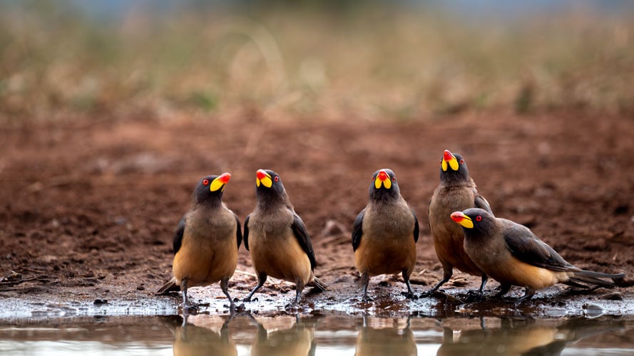 Birds from a hide in Tsavo