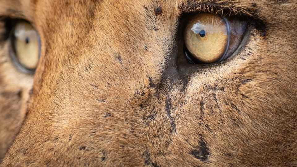 A lions eyes from a safari in MalaMala south africa
