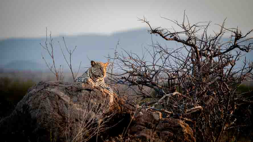 Leopard on a rock while on safari with Wild Eye