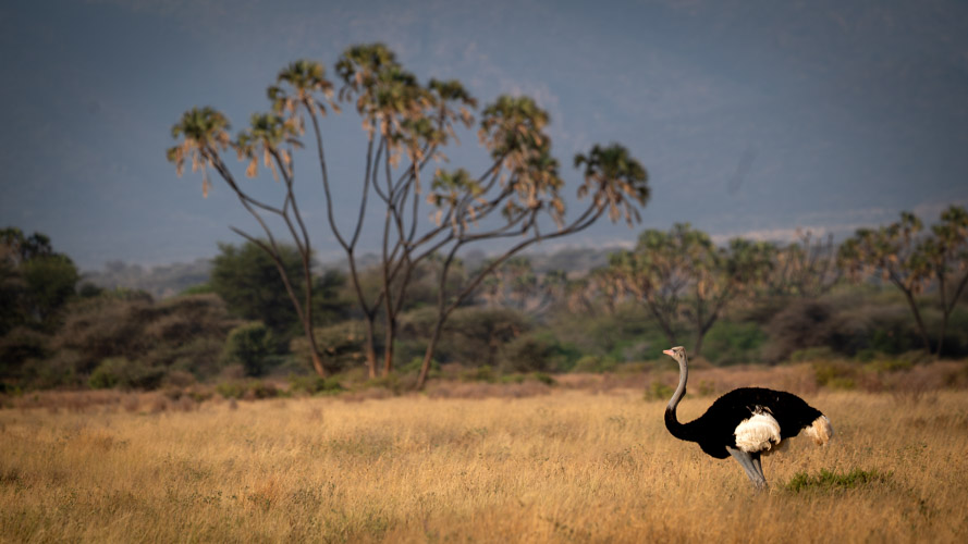 Somali Ostrich seen on a photographic safari