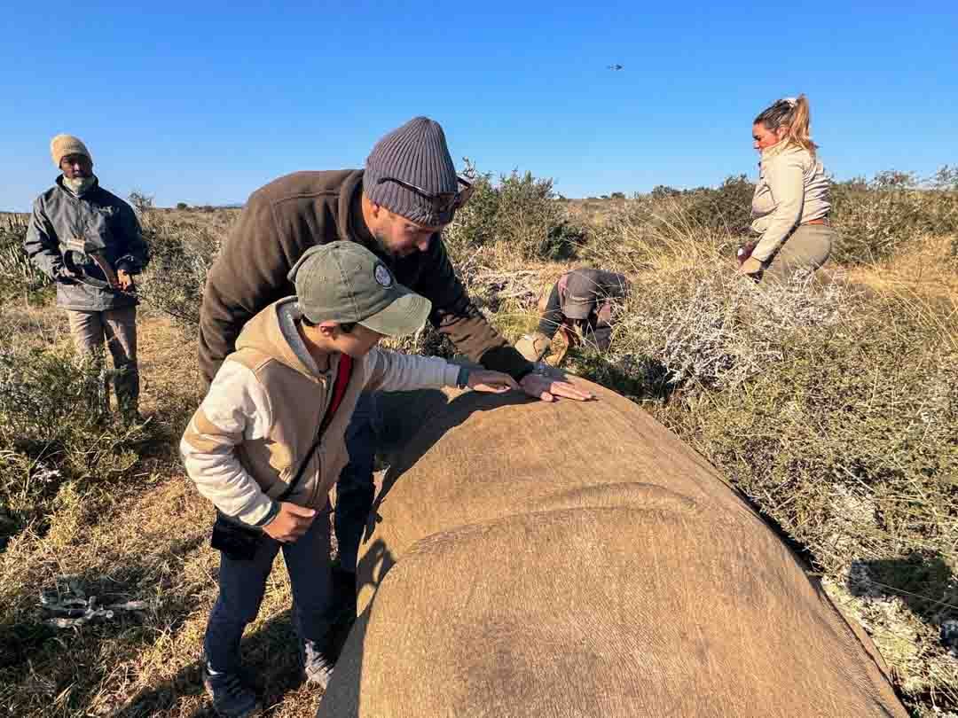 Kids touching black rhino that has been darted